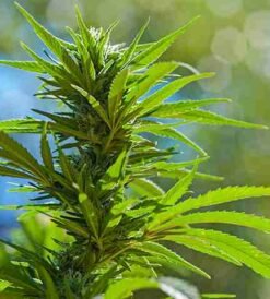 Harlequin x Bubba Kush Reg