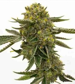 Quarter Pounder Auto