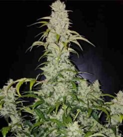 Strawberry Cheese Auto