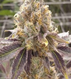 Stuffed Cherries Zlushies