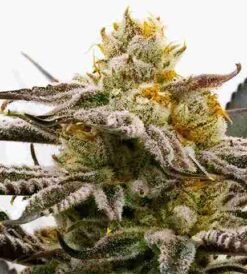 Sugar Black Rose Reg