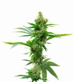 Super Silver Haze Auto