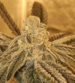 White Truffle Cheese